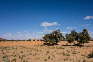 Fototapeta na wymiar Argan trees in the desert of Merzouga, Morocco