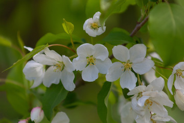 tree, apple, blossom, flower, blooming, spring, plant, nature, bloom, beautiful, season, flora, branch, trees, flowers, floral, pink, garden, beauty, green, color, background, white, natural, bright, 