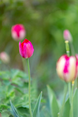 tulips, flowers, tulip, nature, spring, background, beautiful, flower, garden, colorful, landscape, floral, bright, summer, green, bloom, sunlight, may, fresh, beauty, keukenhof, red, park, field, rom
