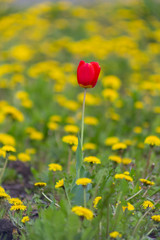 tulips, flowers, tulip, nature, spring, background, beautiful, flower, garden, colorful, landscape, floral, bright, summer, green, bloom, sunlight, may, fresh, beauty, keukenhof, red, park, field, rom