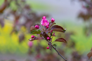 tree, apple, blossom, flower, blooming, spring, plant, nature, bloom, beautiful, season, flora, branch, trees, flowers, floral, pink, garden, beauty, green, color, background, white, natural, bright, 