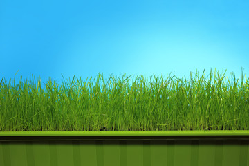 Trawa w zielonej doniczce na niebieskim tle.