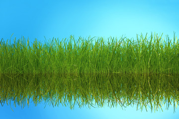 Zielona trawa odbita w wodzie. - obrazy, fototapety, plakaty