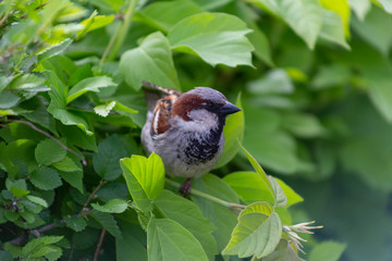 sparrow, branch, sparrows, bird, nature, wild, wildlife, animal, tree, background, close, house, feather, beak, avian, songbird, cute, brown, outdoors, up, wing, ornithology, beautiful, closeup, perch