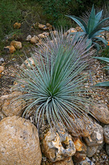 Naklejka na ściany i meble A view of the desert garden with Agave stricta cactus and succulents