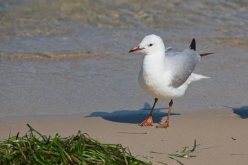 Juvenile australian silver gull Chroicocephalus novaehollandiae or Larus novaehollandiae)