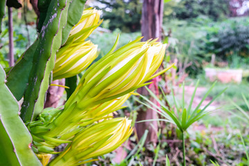 Obraz premium dragon fruit flower