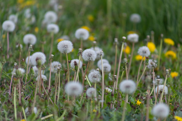 dandelion, background, dandelions, spring, nature, meadow, field, landscape, yellow, environment, green, flower, pollen, summer, season, flowers, plant, beautiful, sunlight, grass, sunny, countryside,