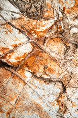 Fototapeta na wymiar quartz veins on limestone rock