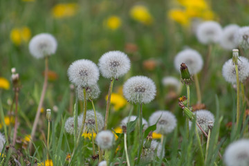 Fototapeta premium dandelion, background, dandelions, spring, nature, meadow, field, landscape, yellow, environment, green, flower, pollen, summer, season, flowers, plant, beautiful, sunlight, grass, sunny, countryside,
