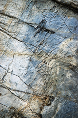 quartz veins on blue limestone rock