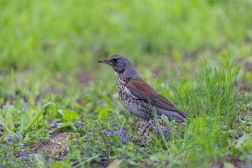 bird, grass, green, little, background, closeup, nature, park, field, natural, animal, brown, thai, white, lawn, standing, birds, summer, environment, meadow, feather, beak, bright, sunlight, thailand