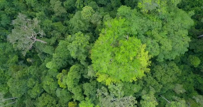 above green trees taking off to the sky at national park Khao Yai, Thailand