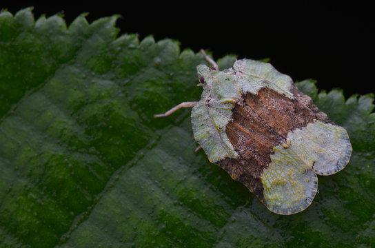 macro photo of a beautiful Flatid Hopper from Borneo