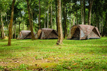 Tent camping in the forest