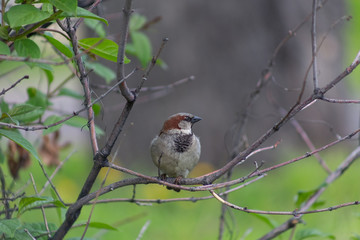 sparrow, branch, sparrows, bird, nature, wild, wildlife, animal, tree, background, close, house, feather, beak, avian, songbird, cute, brown, outdoors, up, wing, ornithology, beautiful, closeup, perch