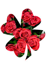 bouquet of roses isolated on white background