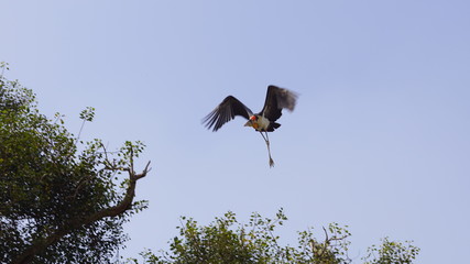 Greater Adjutant