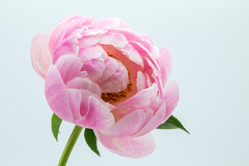 芍薬の花