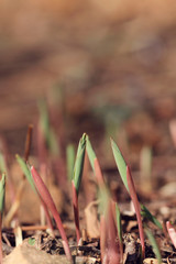 wild green leaves in spring