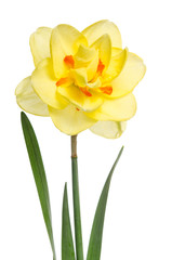 Single flower of yellow daffodil isolated on white background