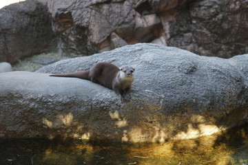 Obraz premium Otter at Ueno Zoo, Tokyo, Japan