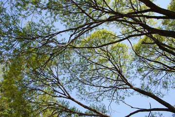 beautiful view of the branches of the tree