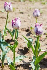 Tulip flowers with white-pink specks and fringed of petals. Purple and white parrot tulips outdoors. Close-up of a Rembrandt colouring Crispa tulip in pink and white mixture in a flowerbed