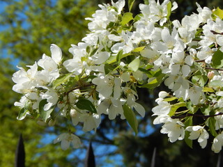 Fragment of a beautiful crown of a blooming apple tree, spring, flowers with delicate white petals