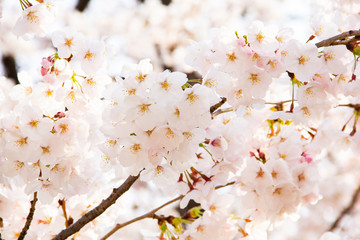 桜