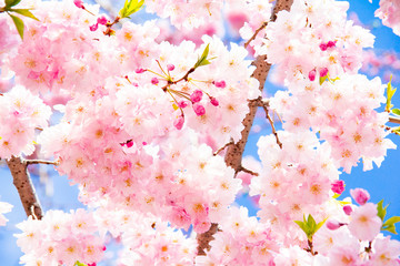 桜