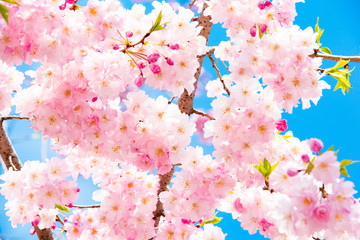 桜