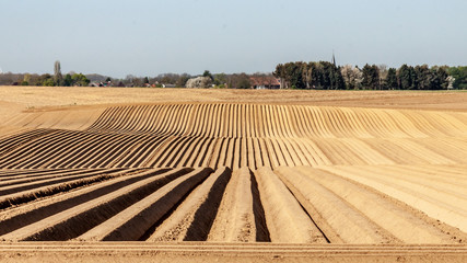 Farm field  with soil prepared with rows in line for planting potatoes, wonderful sunny day on farmland in Oensel south Limburg in the Netherlands Holland