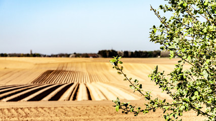 Branches of a small tree with farm cultivated land with potato in the background, wonderful sunny...