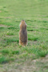 gopher stands with his back on a summer green meadow