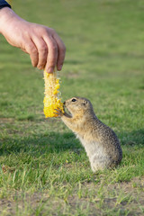 feeding a cute, wild gopher in a summer clearing. vertical photo