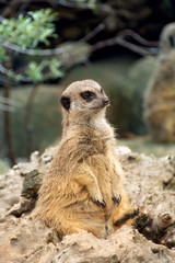 Meerkat sits looking into the distance