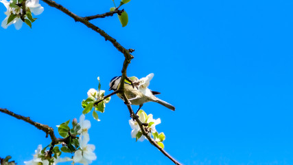 Eurasian blue tit or Cyanistes caeruleus on the branch of an apple tree blooming with a blue sky in the background, wonderful spring day in Oensel south Limburg in the Netherlands Holland