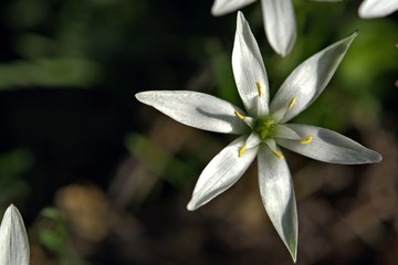 Obraz premium beautiful white flowers shot close-up with blurred background