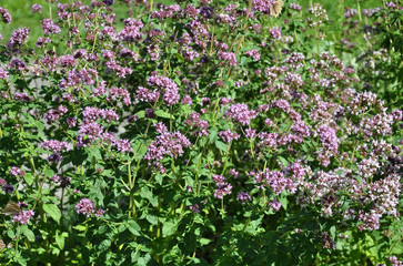 Fototapeta premium Blühender Oregano im Garten