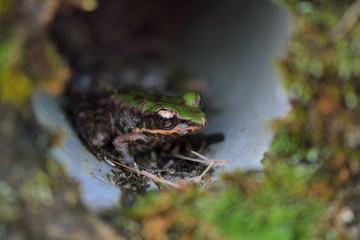 Swinhoe's frog (Odorrana swinhoana)(Boulenger, 1903)