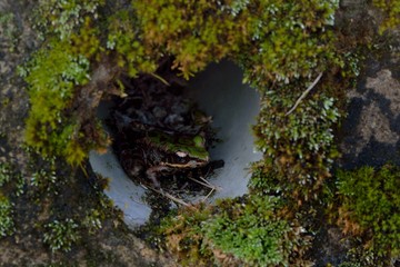 Swinhoe's frog (Odorrana swinhoana)(Boulenger, 1903)