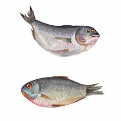 Beautiful fresh fish for cooking. Watercolor illustration, objects isolated on white.