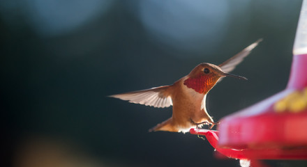 Hummingbird - Feeder Approach