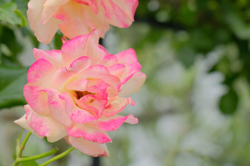 pink rose flower in garden