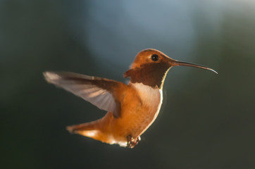 Fototapeta na wymiar Hummingbird in Flight
