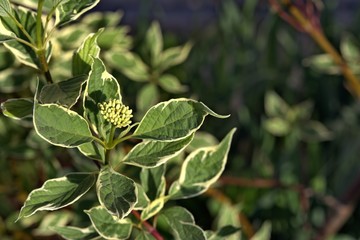  plant outside with unusual leaf coloring, stroke on the leaf edge