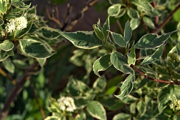  plant outside with unusual leaf coloring, stroke on the leaf edge