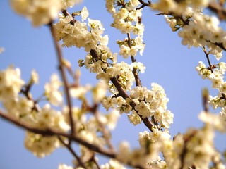 Liguria, Italy – 04/25/2019: Beautiful caption of the fruits tree and other different plants with first amazing white and yellow flowers in the village and an incredible blue sky in the background. 