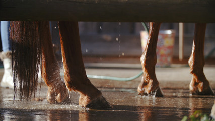 Horse hooves while water dripping down
